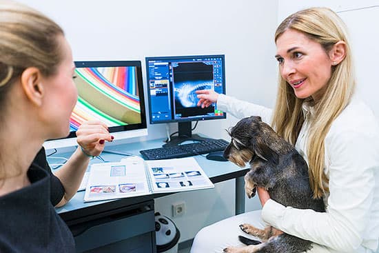 Tierarzt Besserer: Bildgebende Diagnostik - Röntgen